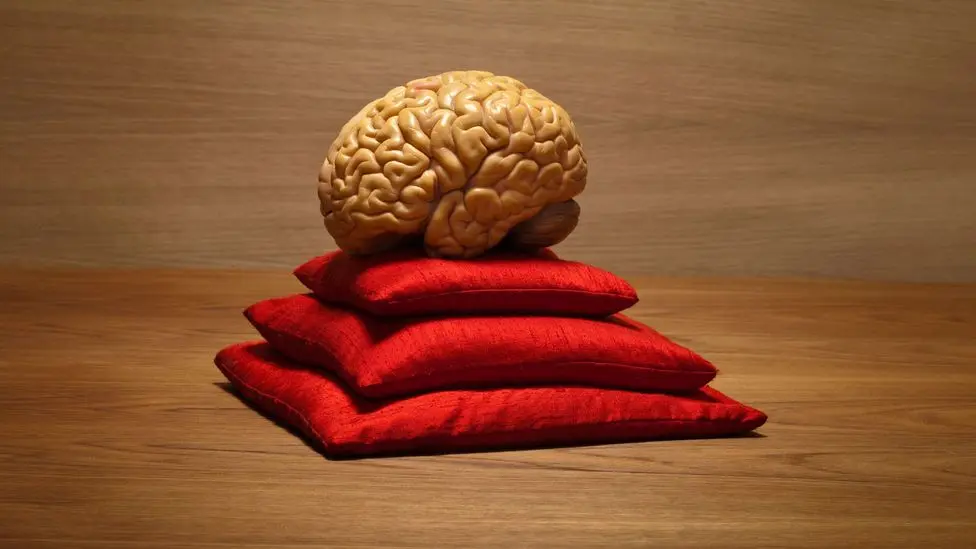 سه بالش قرمز که روی هم چیده شده اند و روی آن ها مغز انسان قرار گرفته 