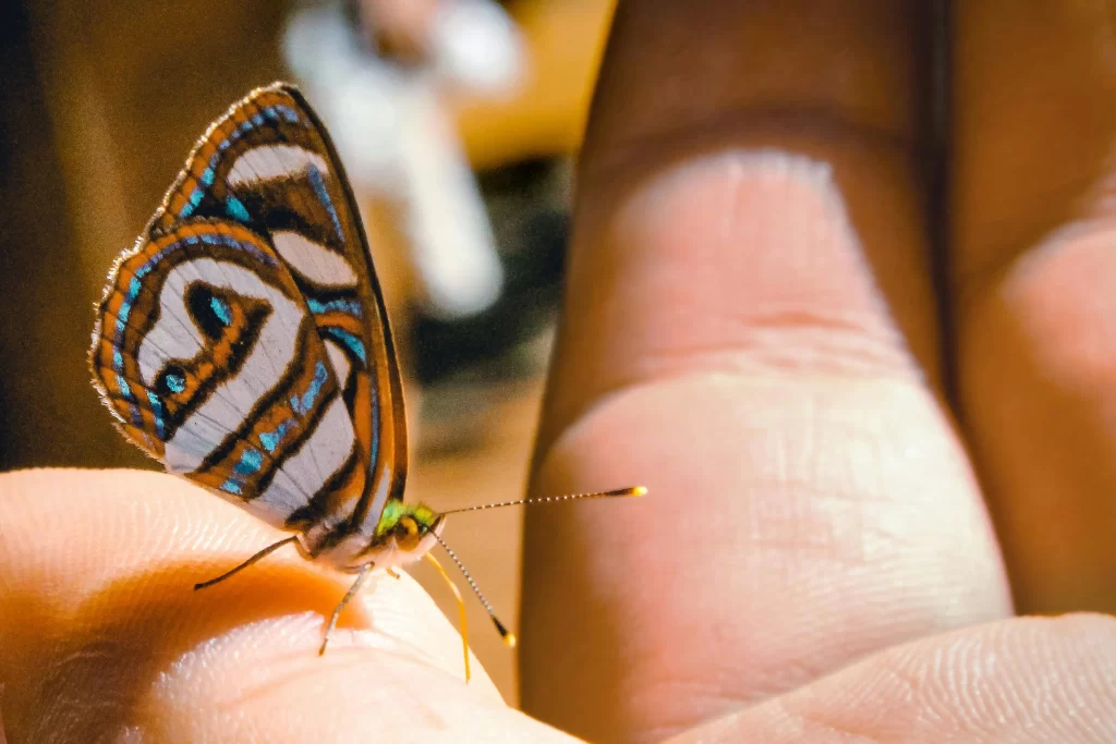 تاثیرات ضمیر ناخودآگاه در زندگی با در دست گرفتن پروانه احساس می شود
